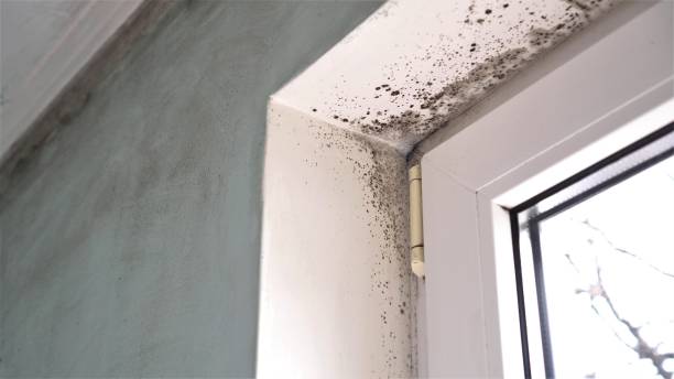 Best Black Mold Removal  in Lehigh Acres, FL