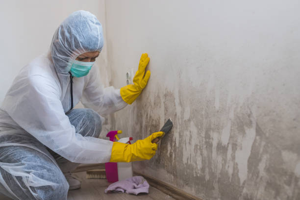 Certified Mold Removal in Lehigh Acres, FL