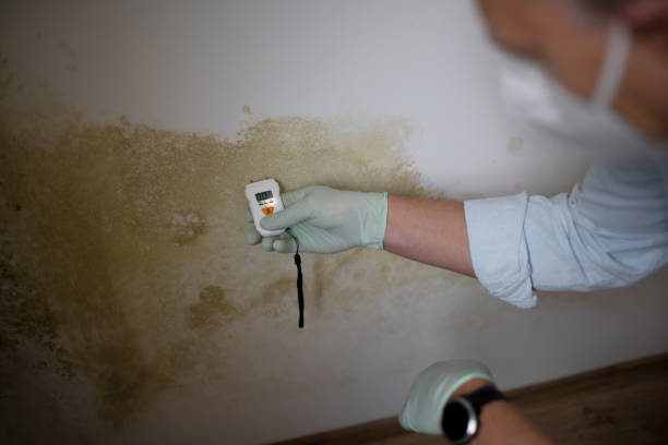 Best Mold Damage Repair  in Lehigh Acres, FL