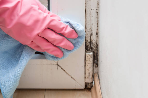 Best Commercial Mold Removal  in Lehigh Acres, FL