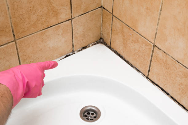 Best Commercial Mold Removal  in Lehigh Acres, FL